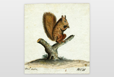O.T. (Eichhörnchen) Feder und Aquarell auf Papier, evtl. England, ca. Mitte des 19. Jahrhunderts